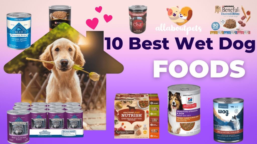 10 Best Wet Dog Foods