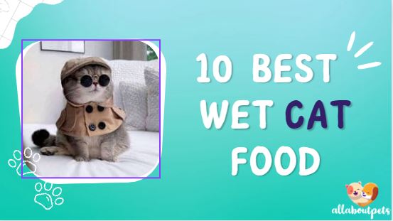 Best-wet-cat-food