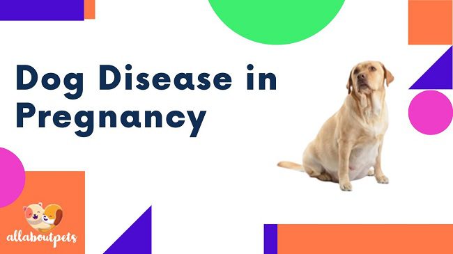 Dog Disease in Pregnancy