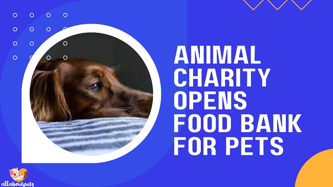 Animal Charity