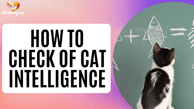 Cat Intelligence